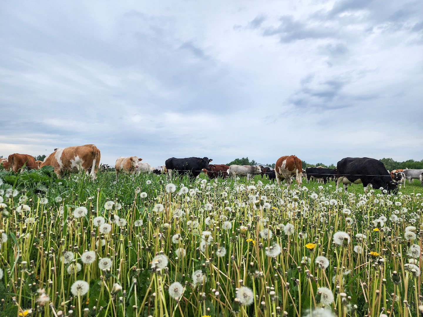 Подольск, Федеральный исследовательский центр животноводства, Уникальные породы, коровы, Школьные пятницы,