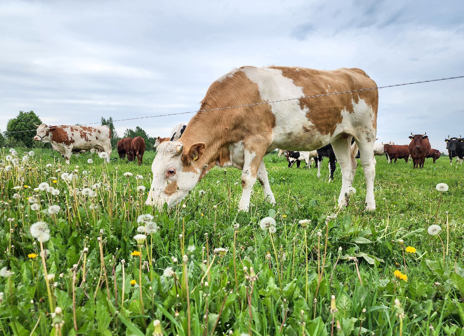 Подольск, Федеральный исследовательский центр животноводства, Уникальные породы, коровы, Школьные пятницы,