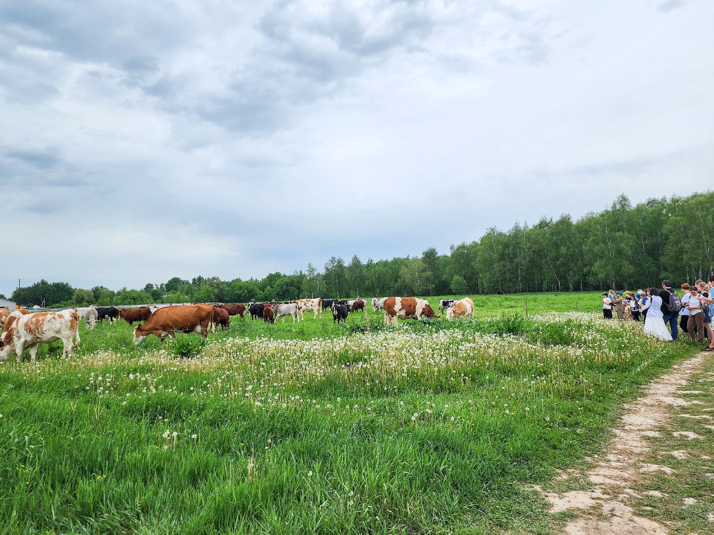Подольск, Федеральный исследовательский центр животноводства, Уникальные породы, коровы, Школьные пятницы,