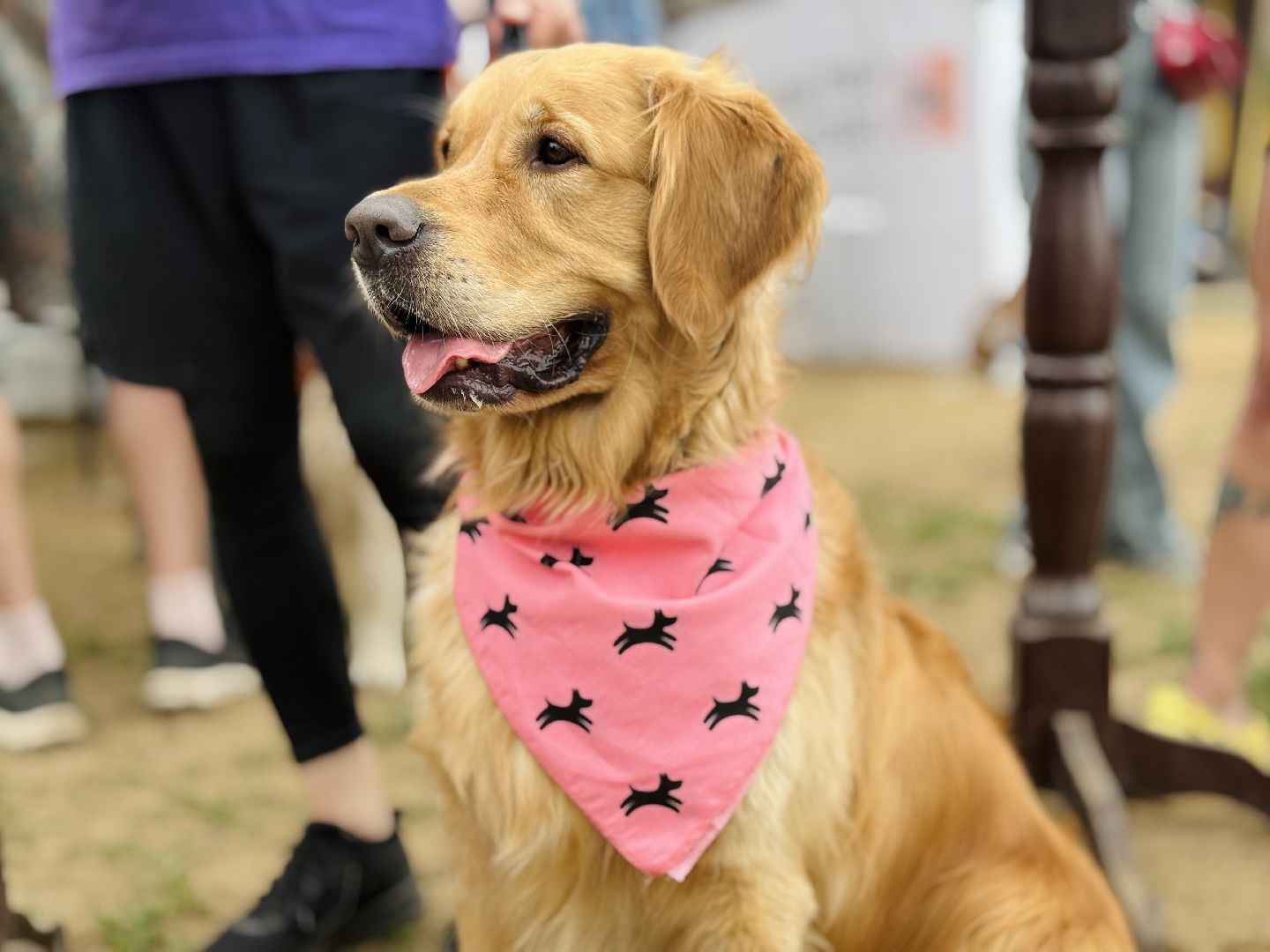 раменское, чулково,Russian Extreme Dog Trail, забег с собакой, забег с препятствиями,