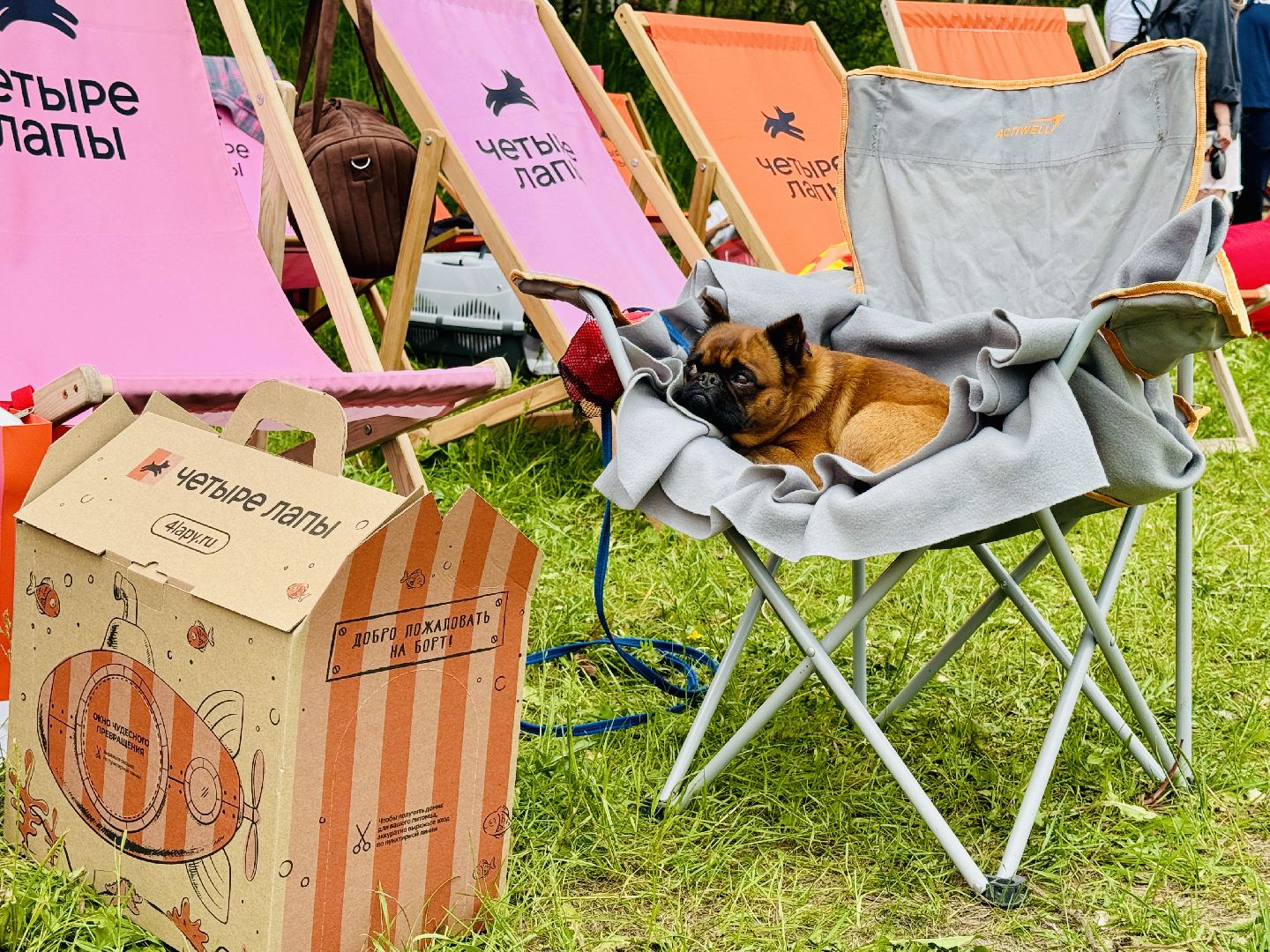 раменское, чулково,Russian Extreme Dog Trail, забег с собакой, забег с препятствиями,