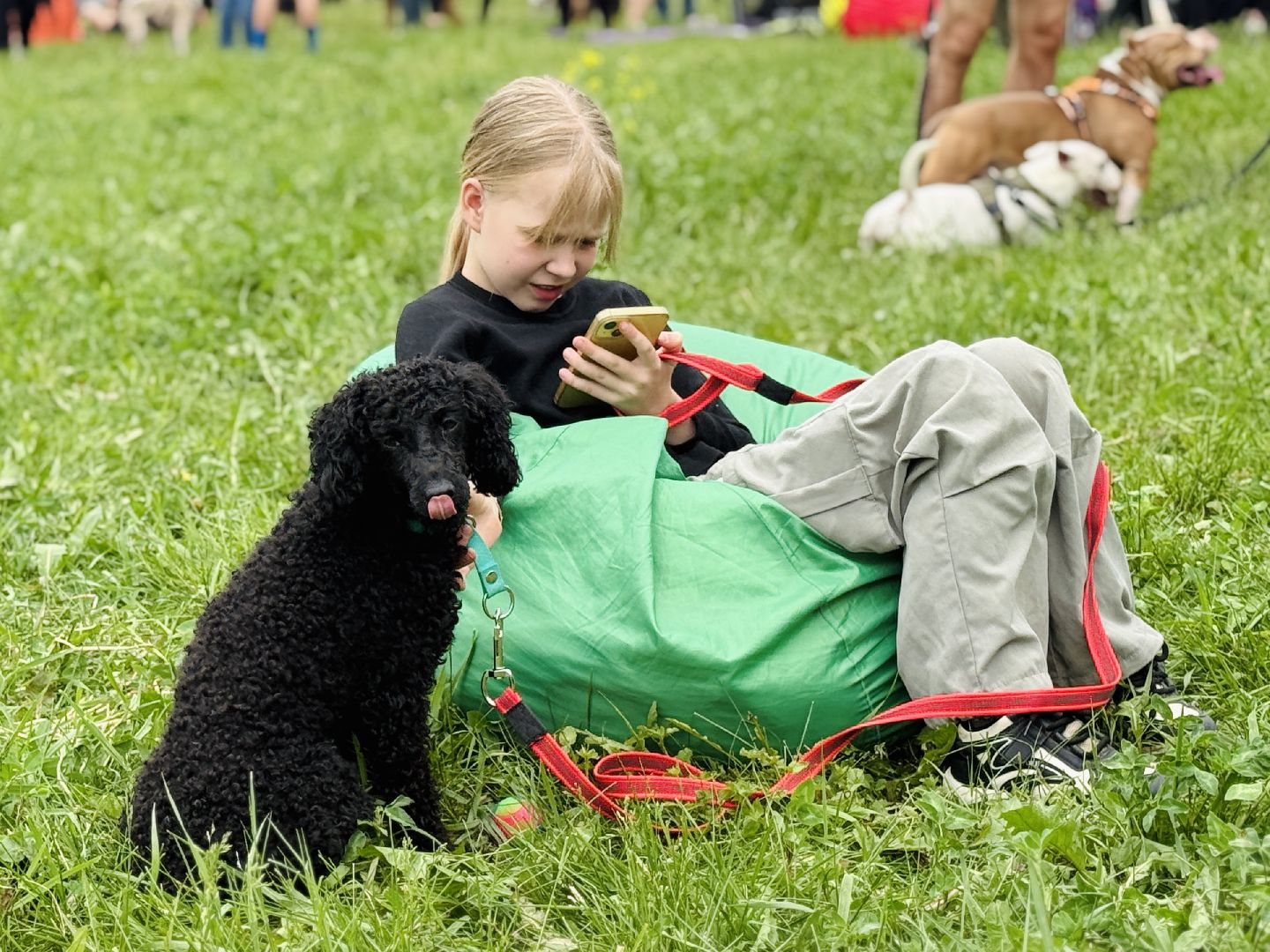 раменское, чулково,Russian Extreme Dog Trail, забег с собакой, забег с препятствиями,