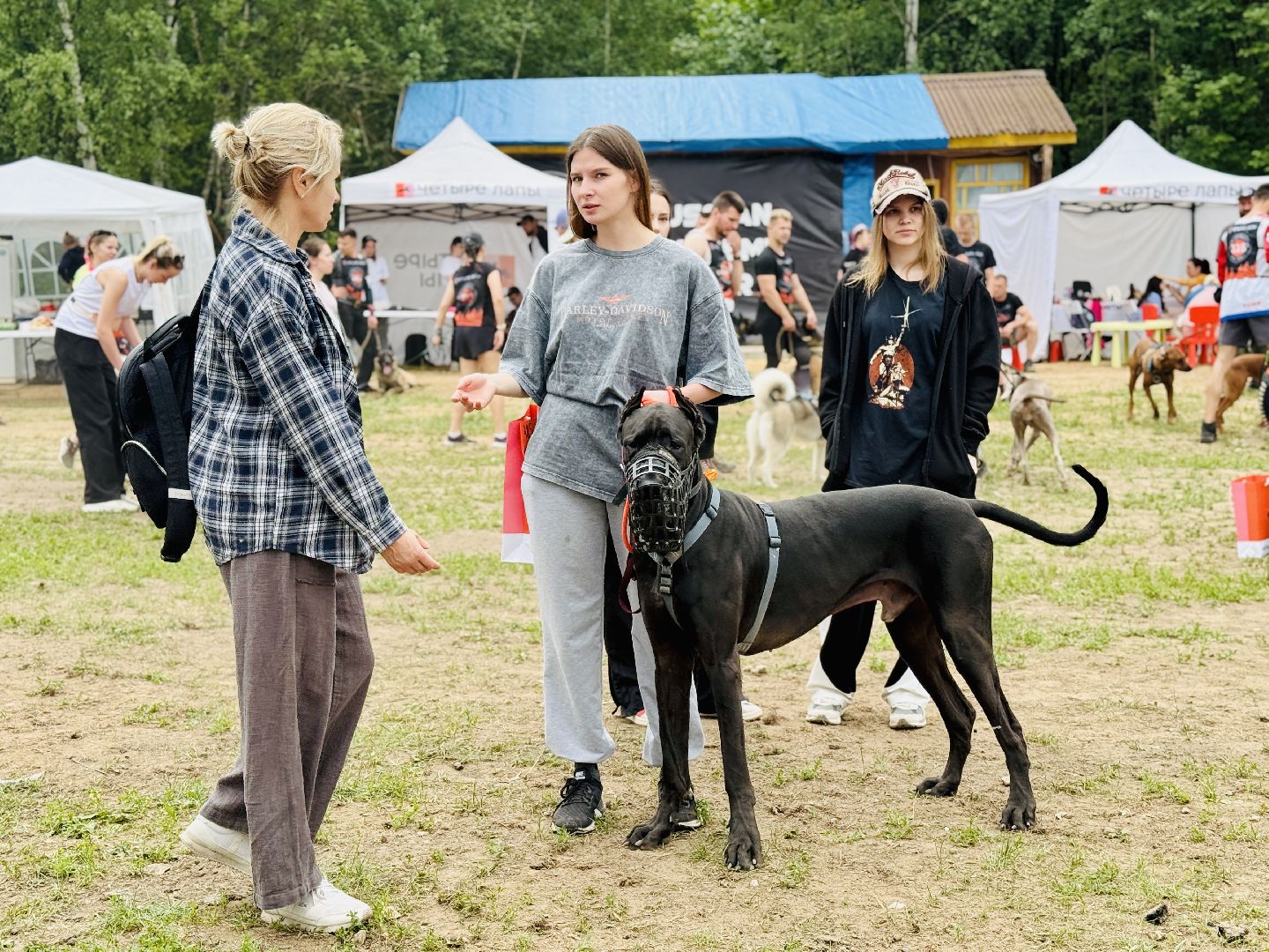 раменское, чулково,Russian Extreme Dog Trail, забег с собакой, забег с препятствиями,
