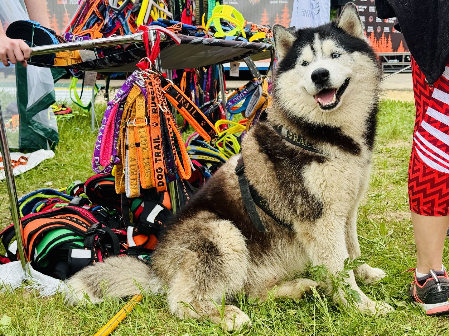 раменское, чулково,Russian Extreme Dog Trail, забег с собакой, забег с препятствиями,