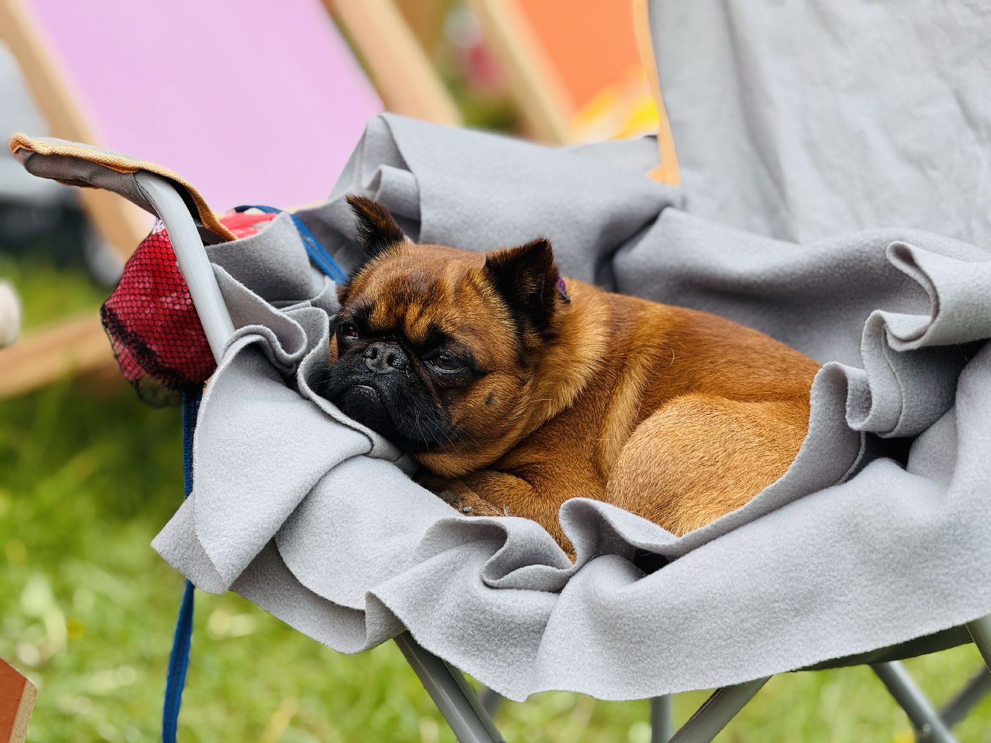 раменское, чулково,Russian Extreme Dog Trail, забег с собакой, забег с препятствиями,