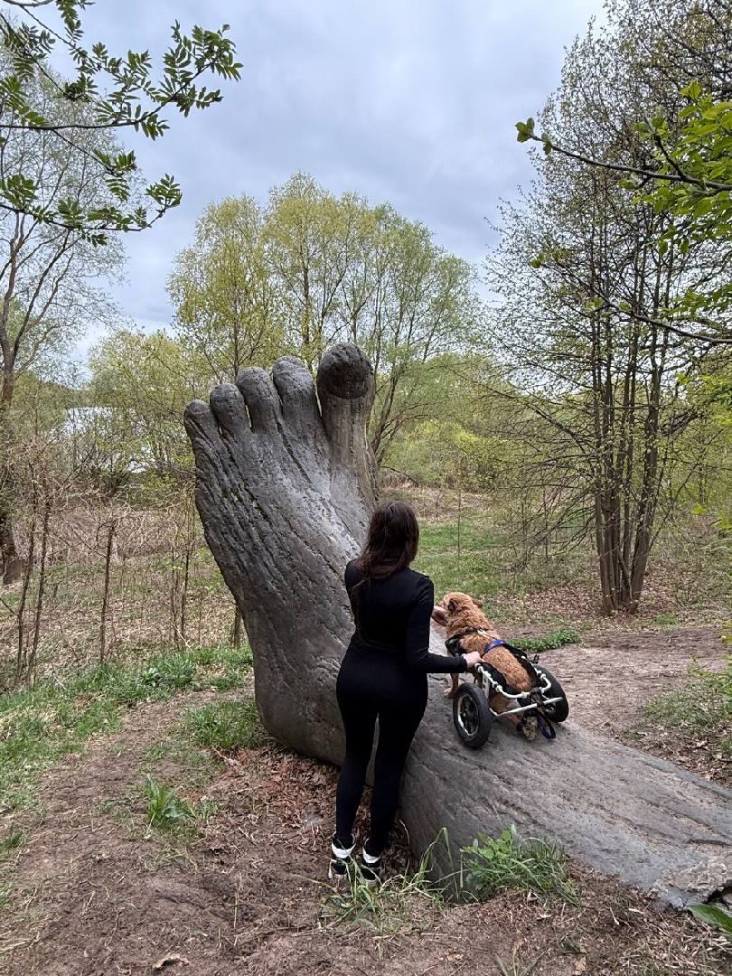 раменское , чулково , Russian Extreme Dog Trail, забег с собакой, забег с препятствиями,