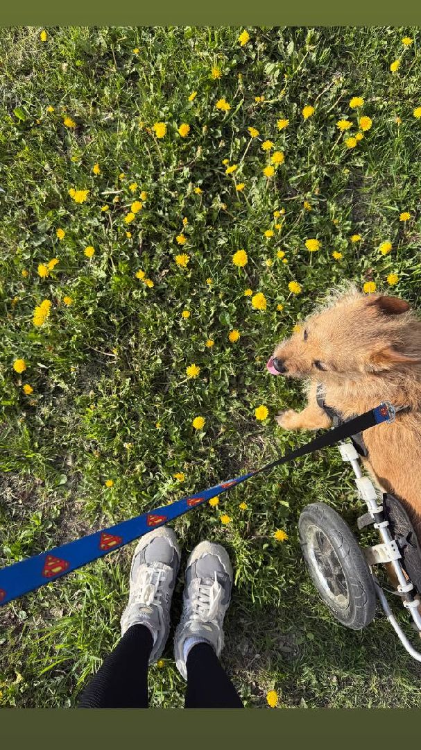 раменское , чулково , Russian Extreme Dog Trail, забег с собакой, забег с препятствиями,