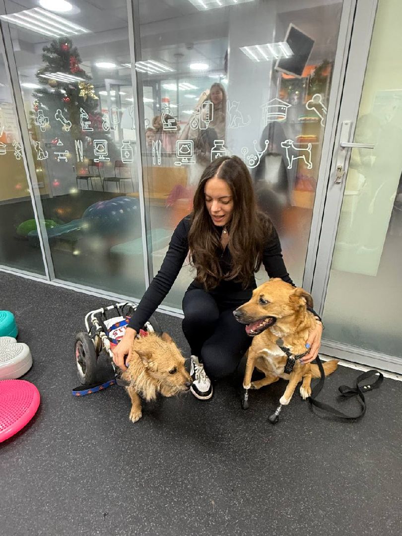 раменское , чулково , Russian Extreme Dog Trail, забег с собакой, забег с препятствиями,