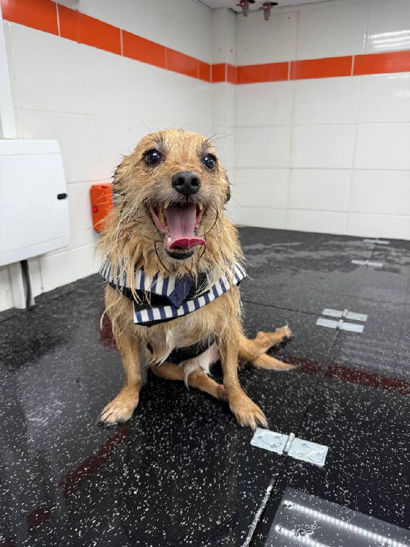 раменское , чулково , Russian Extreme Dog Trail, забег с собакой, забег с препятствиями,