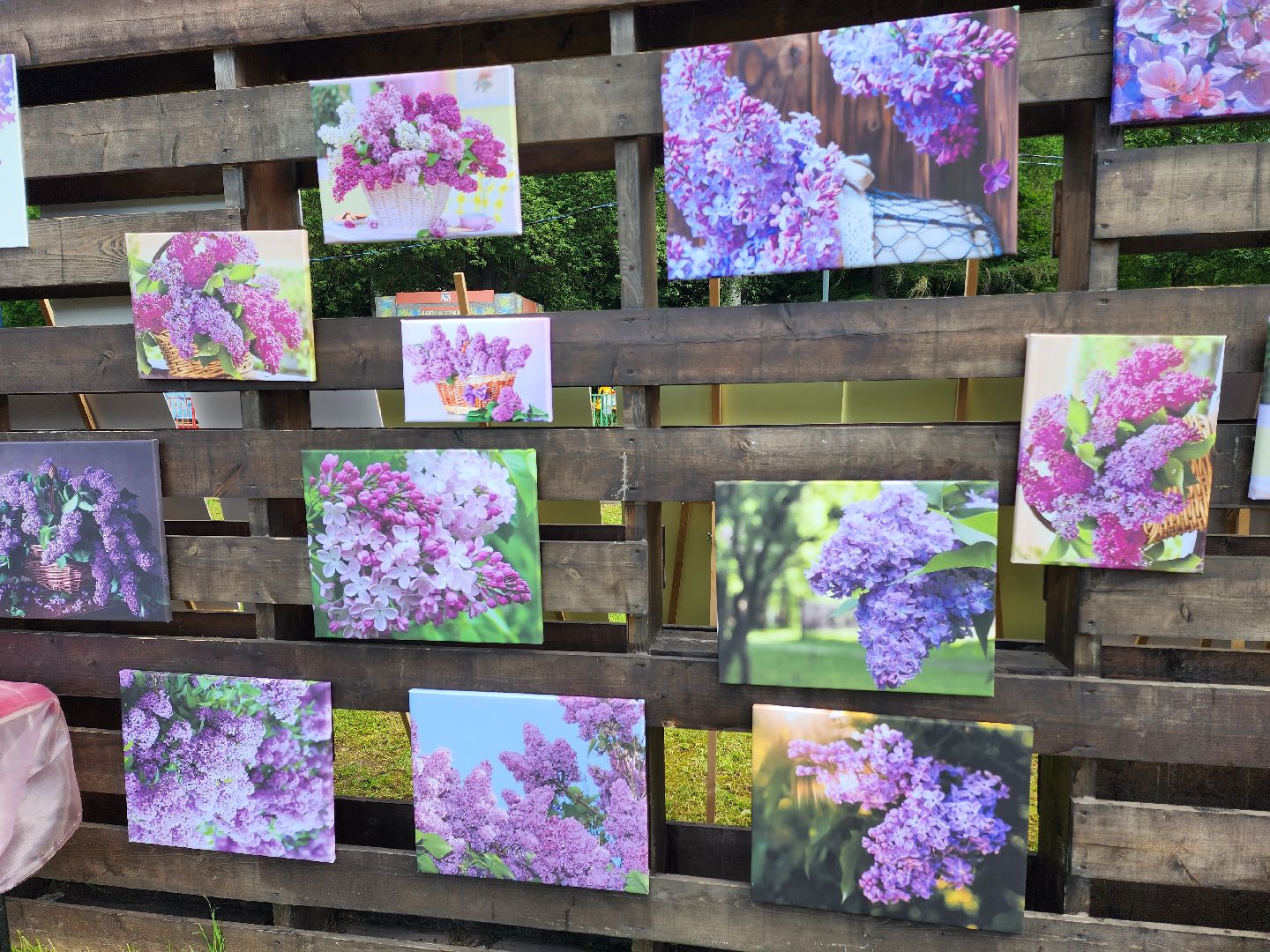 солнечногорск, сирень, жители, фестиваль, праздник,