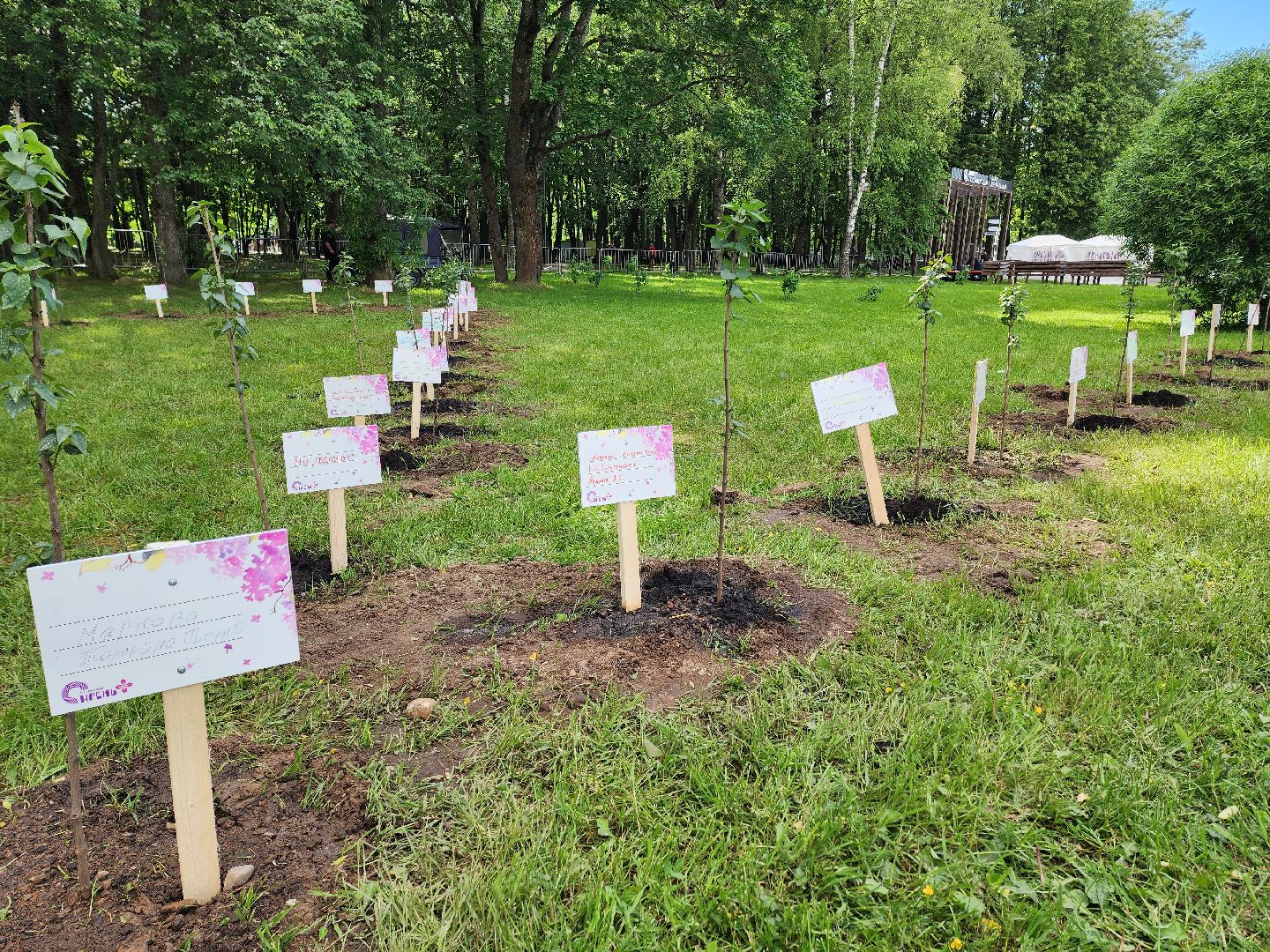 солнечногорск, праздник сирени, высадка сирени, жители, городской парк,