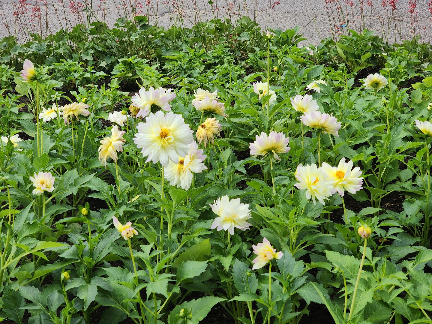 пущино, серпухов, благоустройство,