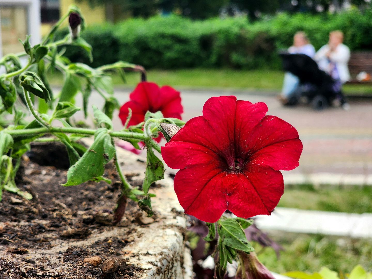 пущино, серпухов, благоустройство,