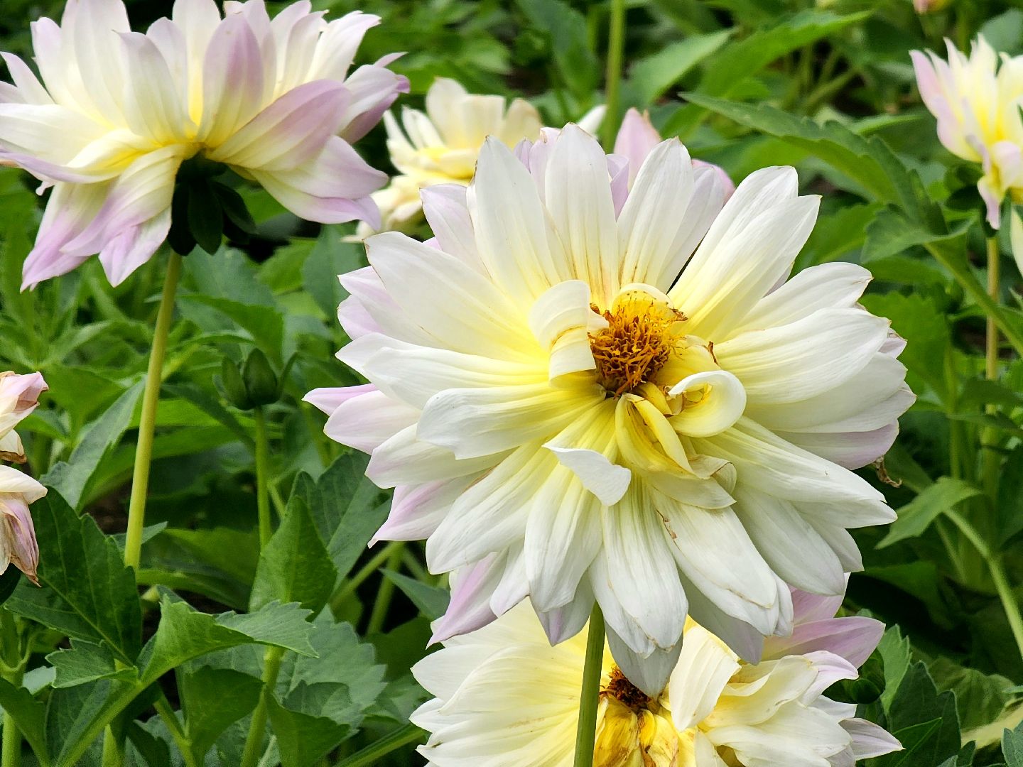 пущино, серпухов, благоустройство,