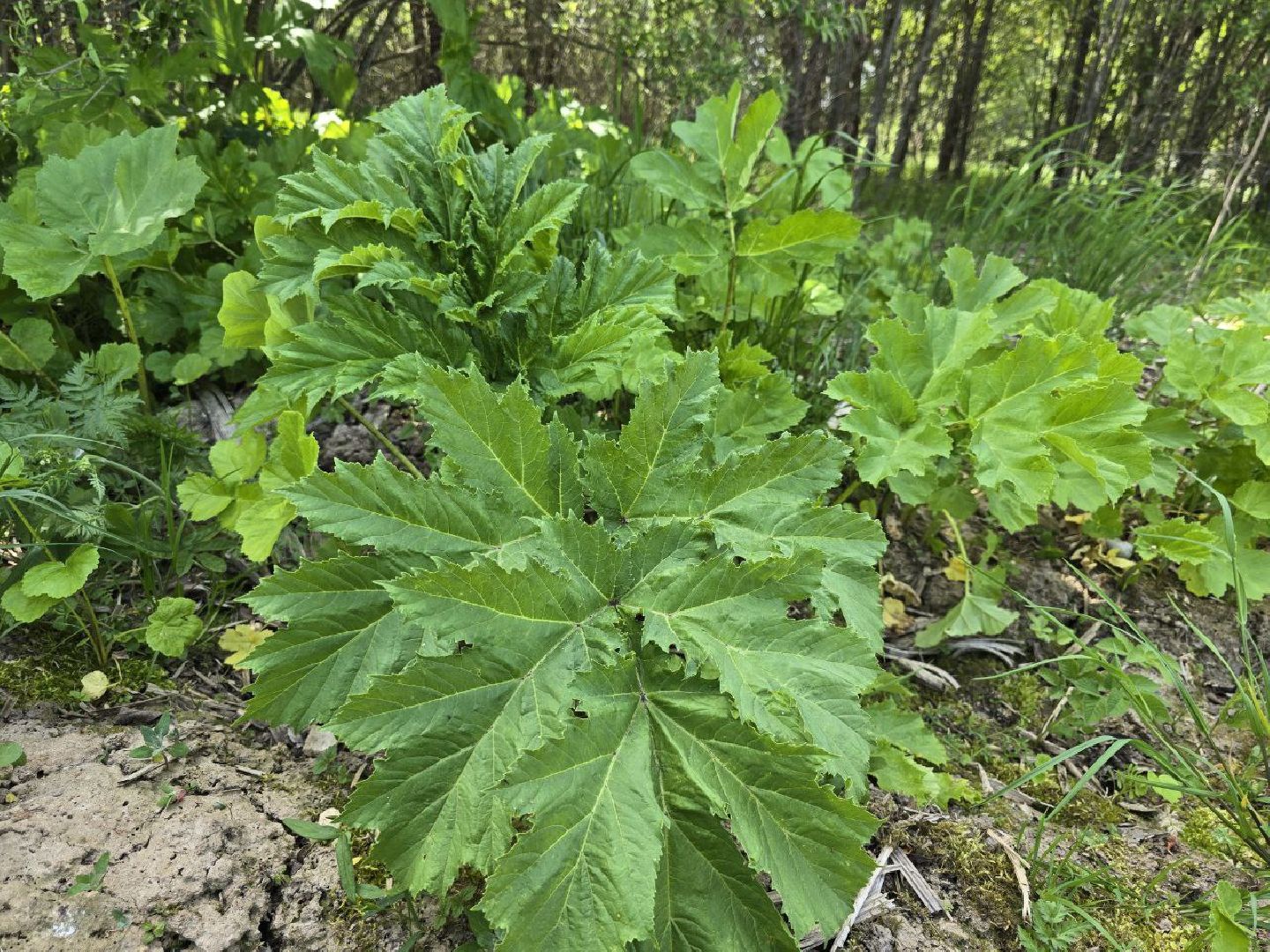 можайск, можайский муниципальный округ, подмосковье, борщевик Сосновского, борьба с борщевиком,обращения граждан,