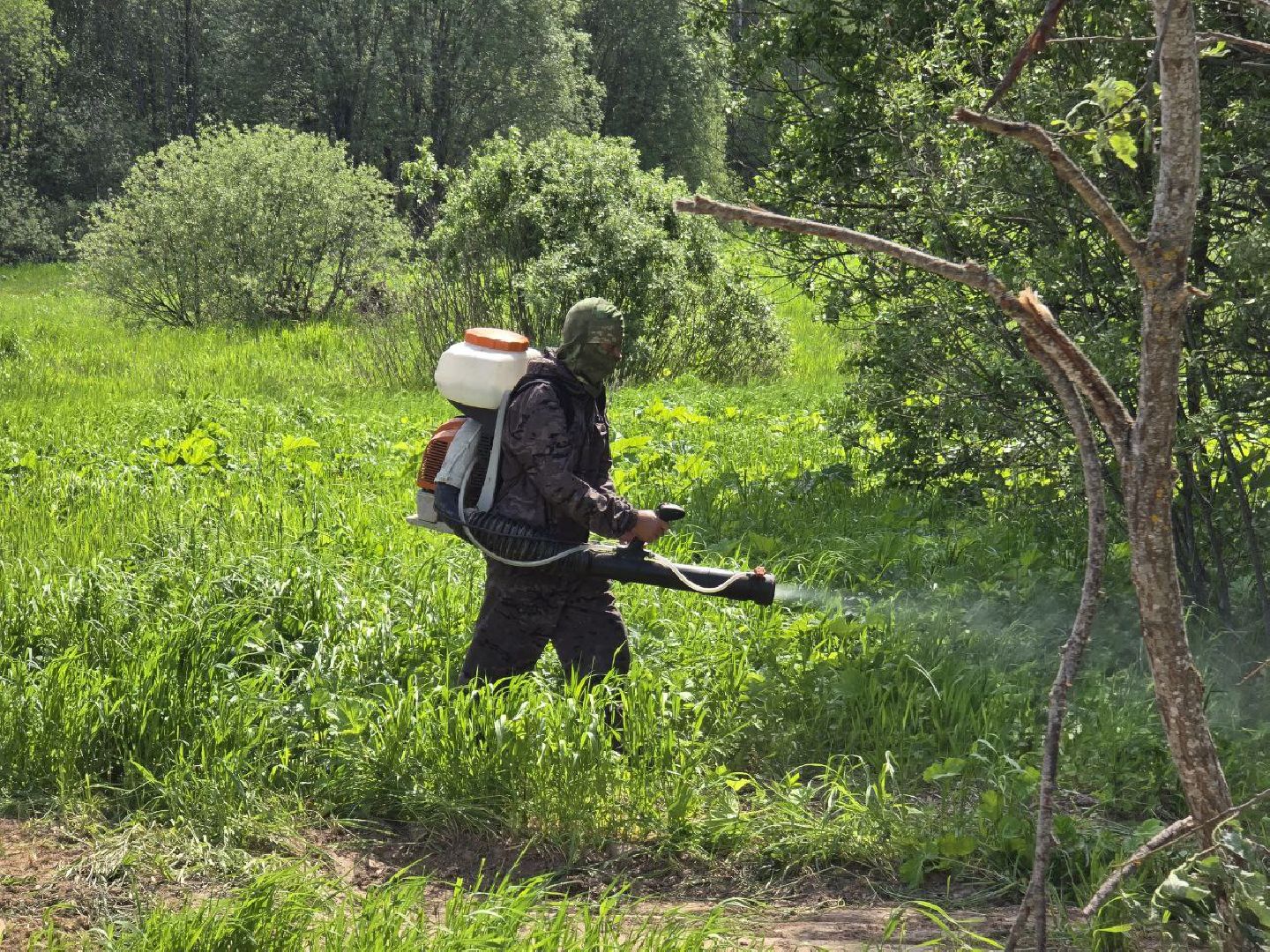 можайск, можайский муниципальный округ, подмосковье, борщевик Сосновского, борьба с борщевиком,обращения граждан,