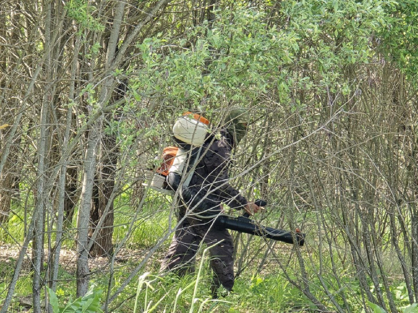 можайск, можайский муниципальный округ, подмосковье, борщевик Сосновского, борьба с борщевиком,обращения граждан,