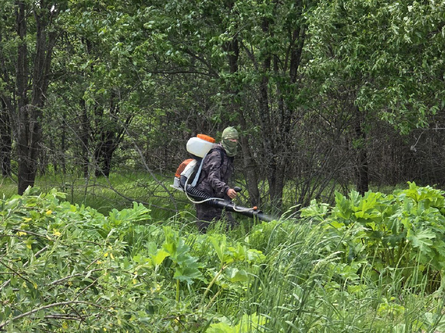можайск, можайский муниципальный округ, подмосковье, борщевик Сосновского, борьба с борщевиком,обращения граждан,