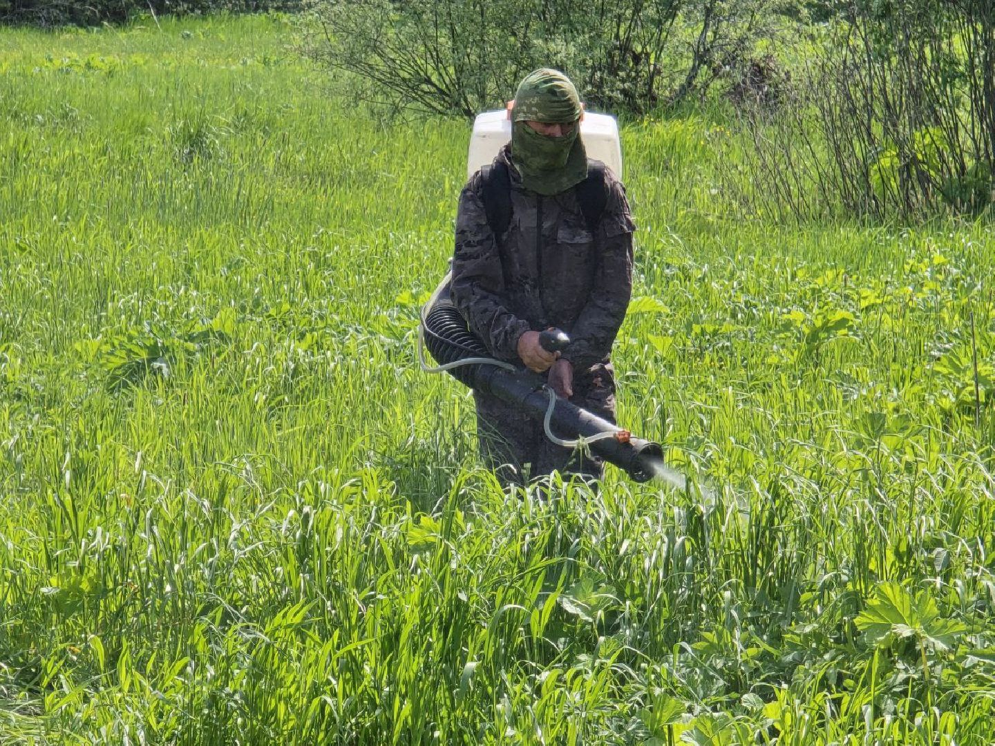 можайск, можайский муниципальный округ, подмосковье, борщевик Сосновского, борьба с борщевиком,обращения граждан,