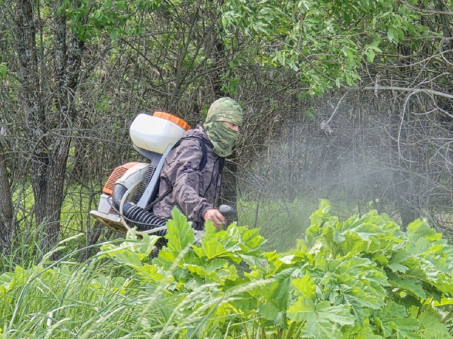 можайск, можайский муниципальный округ, подмосковье, борщевик Сосновского, борьба с борщевиком,обращения граждан,