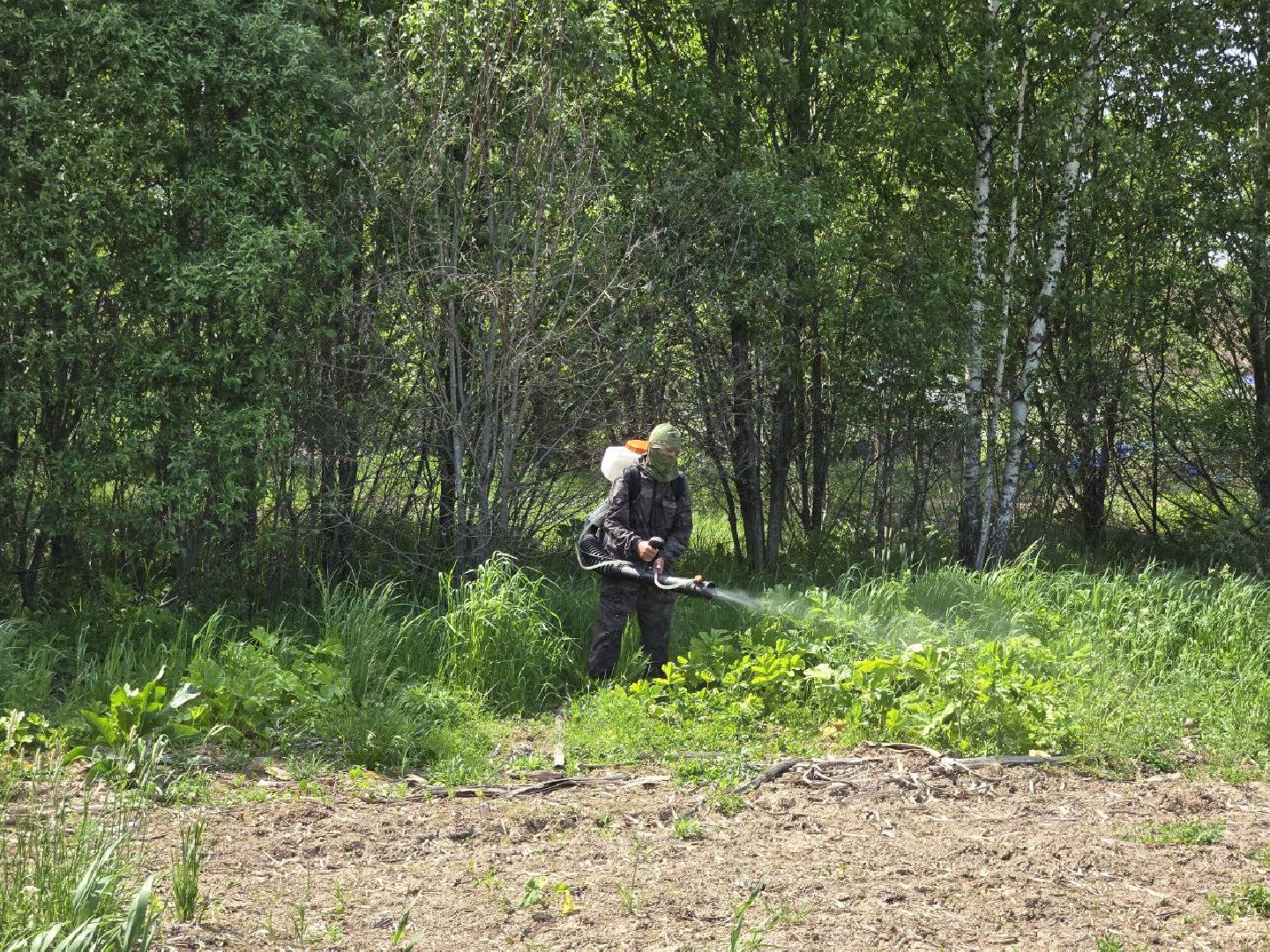 можайск, можайский муниципальный округ, подмосковье, борщевик Сосновского, борьба с борщевиком,обращения граждан,