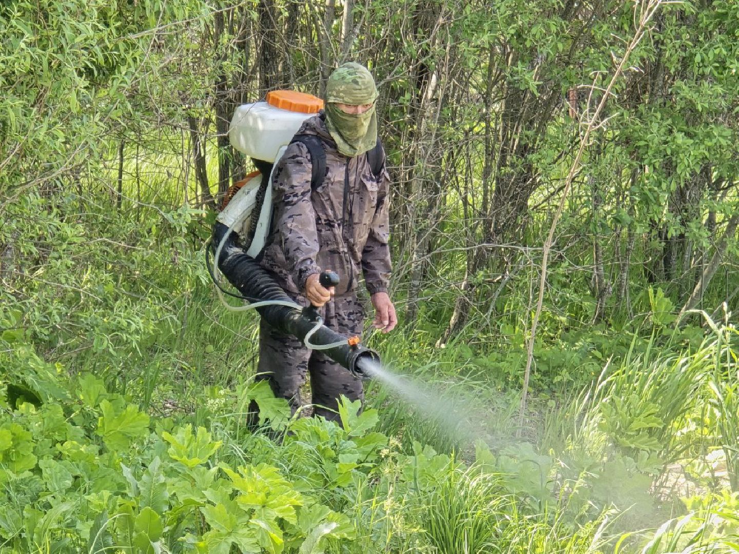 можайск, можайский муниципальный округ, подмосковье, борщевик Сосновского, борьба с борщевиком,обращения граждан,