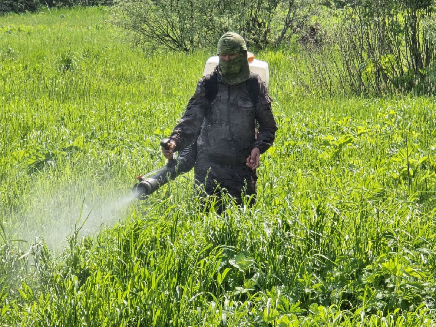 можайск, можайский муниципальный округ, подмосковье, борщевик Сосновского, борьба с борщевиком,обращения граждан,