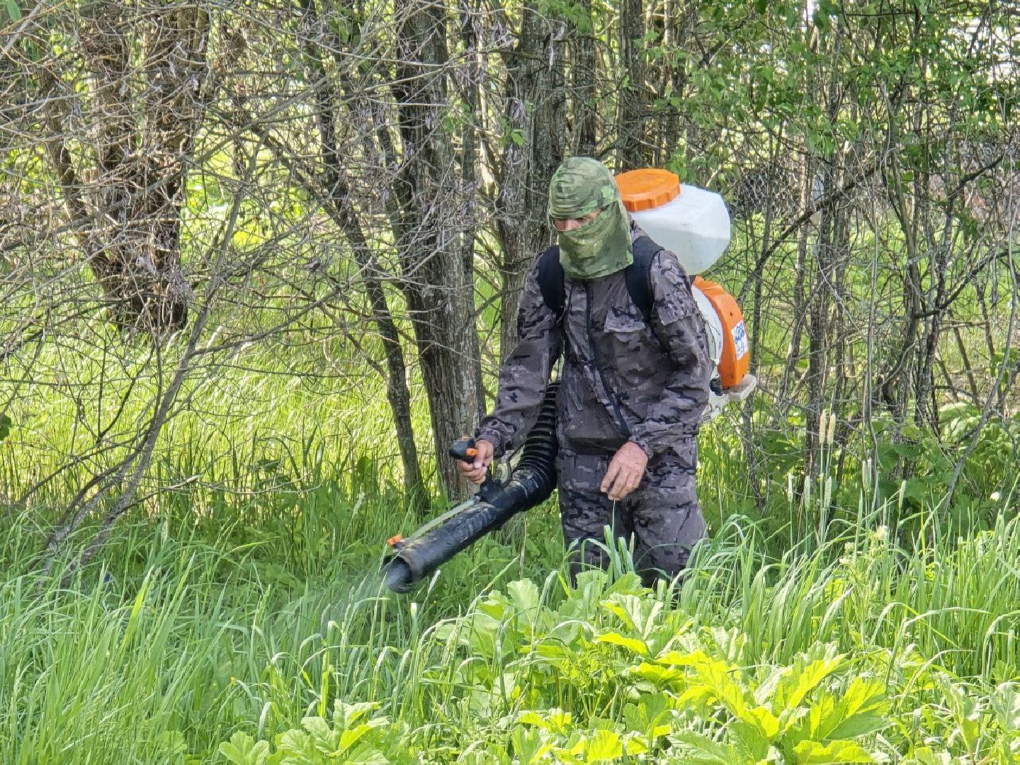 можайск, можайский муниципальный округ, подмосковье, борщевик Сосновского, борьба с борщевиком,обращения граждан,