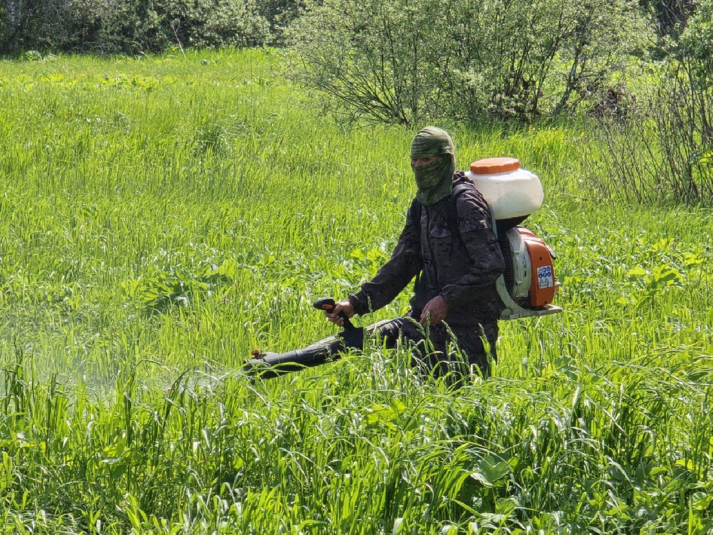 можайск, можайский муниципальный округ, подмосковье, борщевик Сосновского, борьба с борщевиком,обращения граждан,