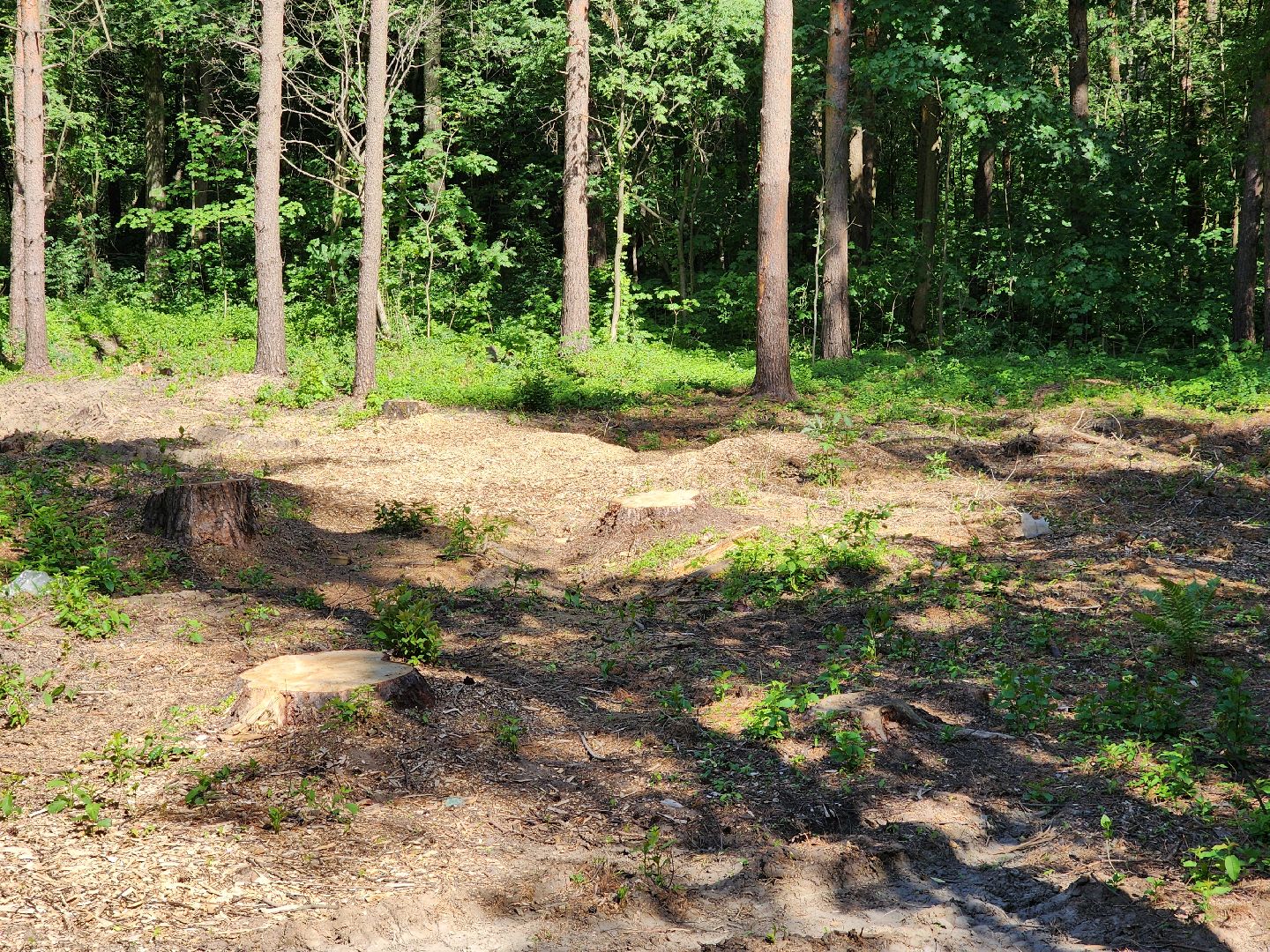 ногинск,  общество, строительство, храм, жители,