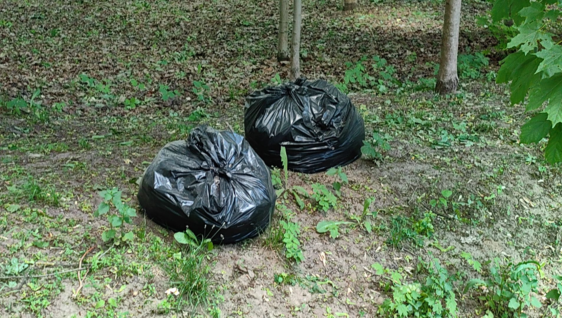 газон, трава, благоустройство, ветки, кронирование,