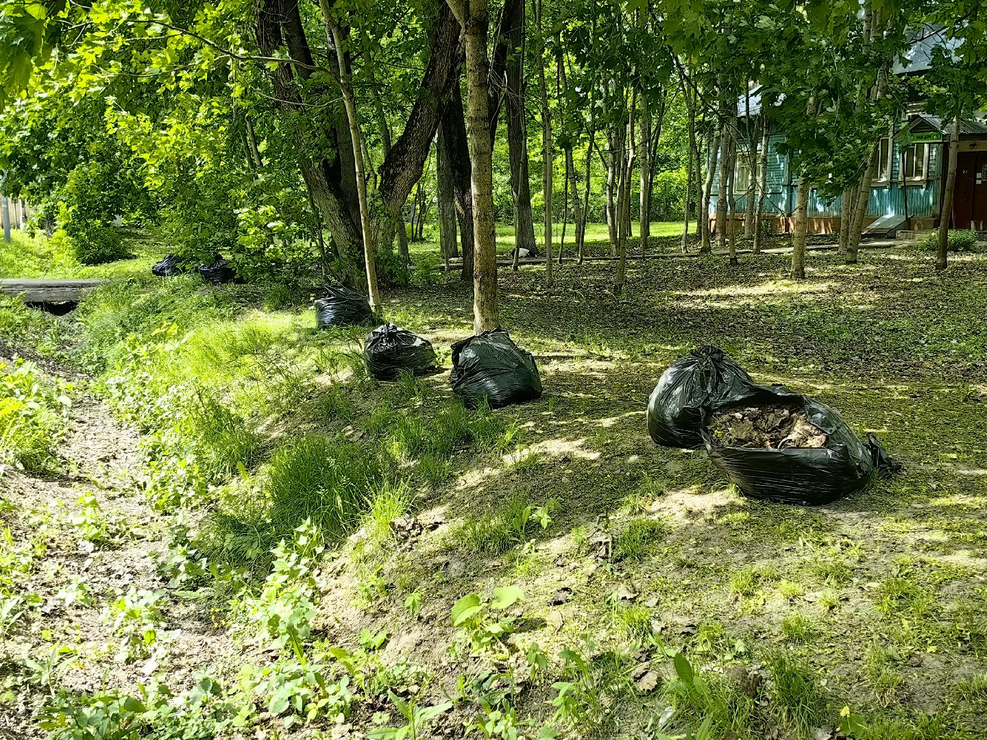 газон, трава, благоустройство, ветки, кронирование,