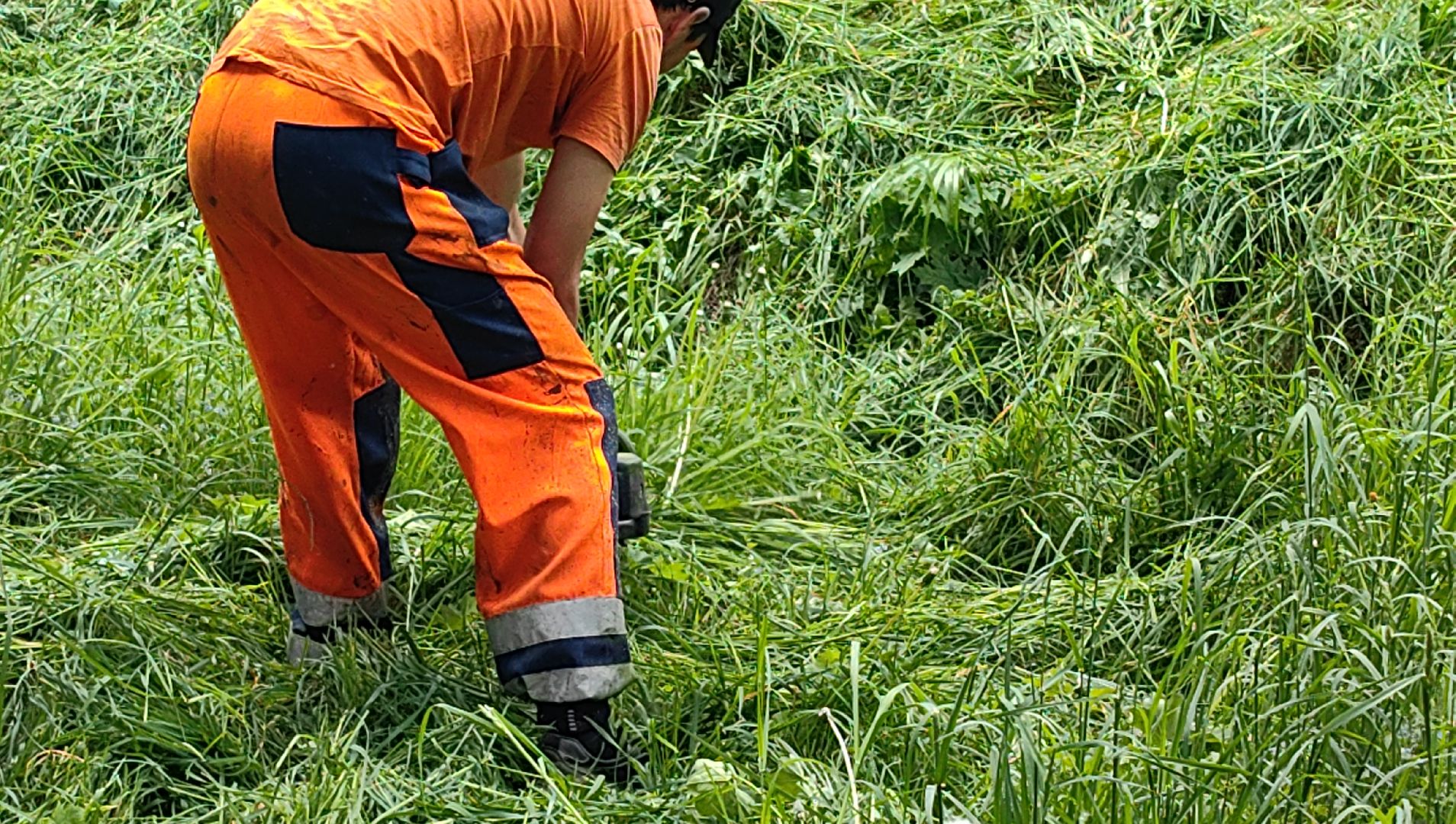 газон, трава, благоустройство, ветки, кронирование,