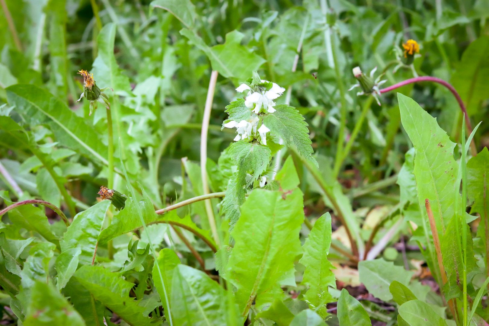 клин, жкх, благоустройство, покос травы,