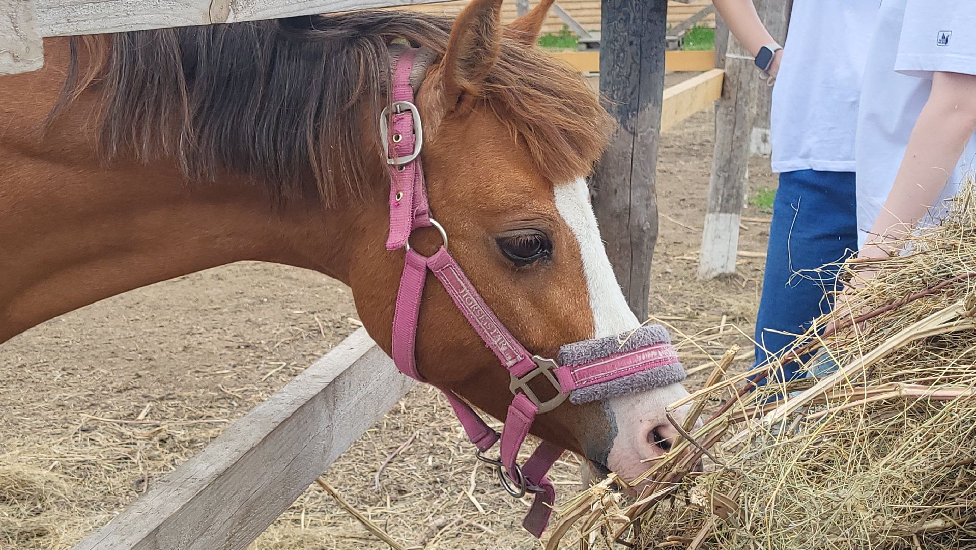 Луховицы #ДеньЗащитыДетей #ДетскийПраздник #ЛучикДобра #МероприятияПодмосковья,