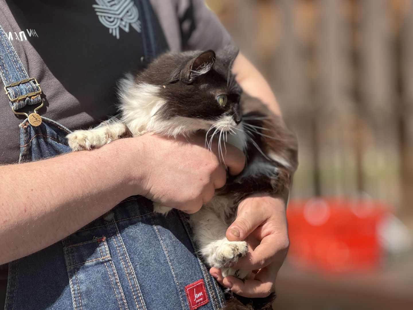 вакцинация от бешенства, балашиха, парк никольско-архангельский,