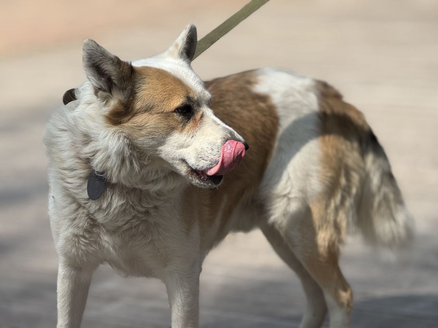 вакцинация от бешенства, балашиха, парк никольско-архангельский,