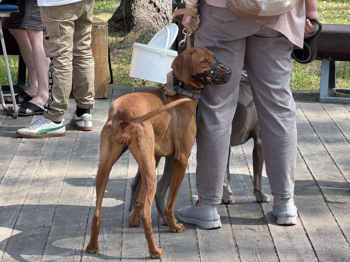 вакцинация от бешенства, балашиха, парк никольско-архангельский,
