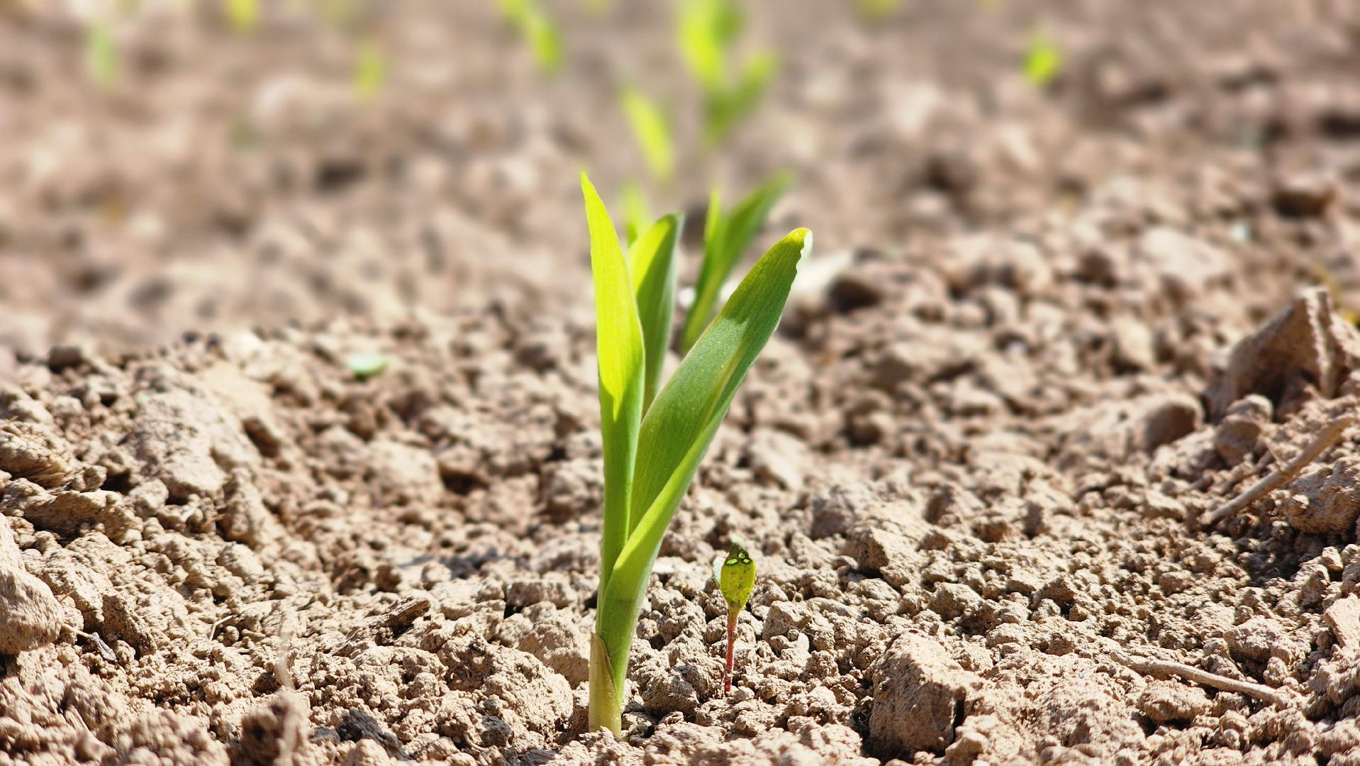 Посевная кампания, рузское молоко, Руза, Агрохолдинг,