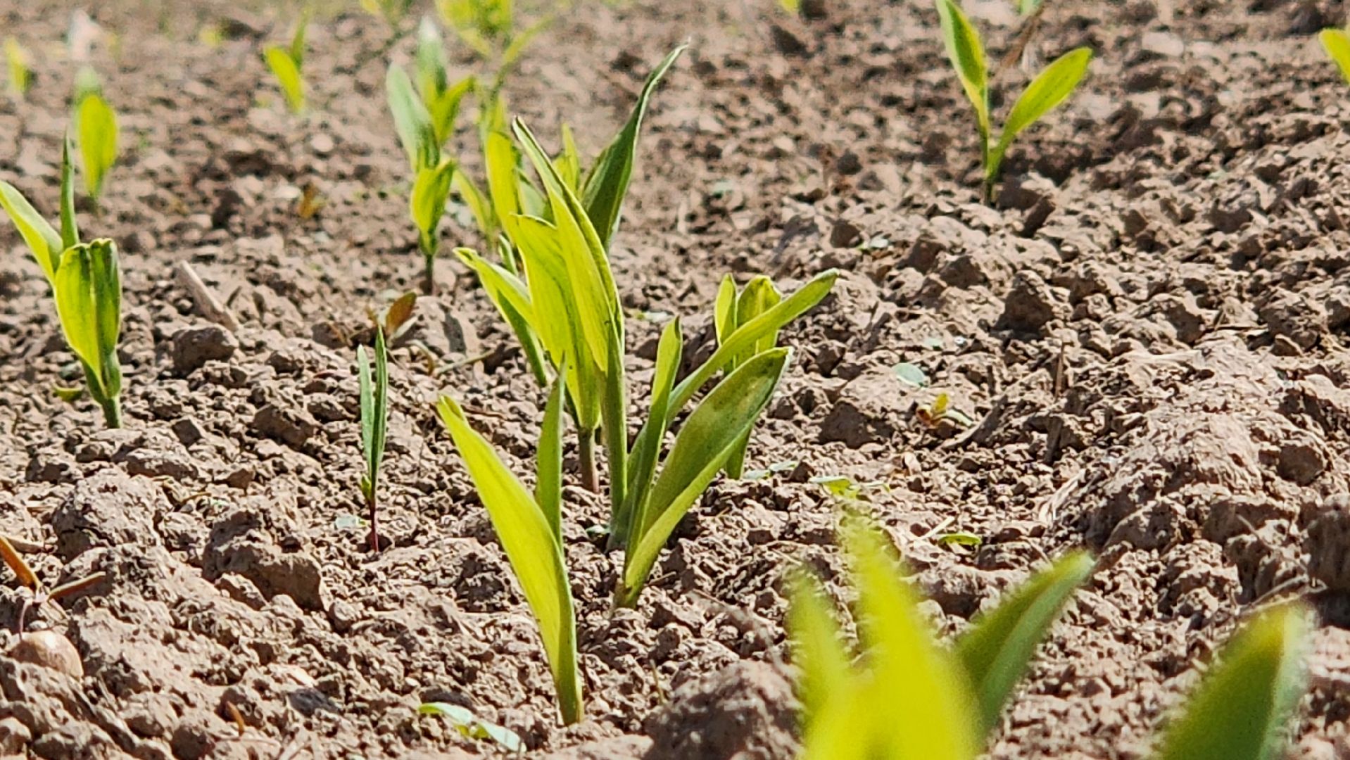 Посевная кампания, рузское молоко, Руза, Агрохолдинг,