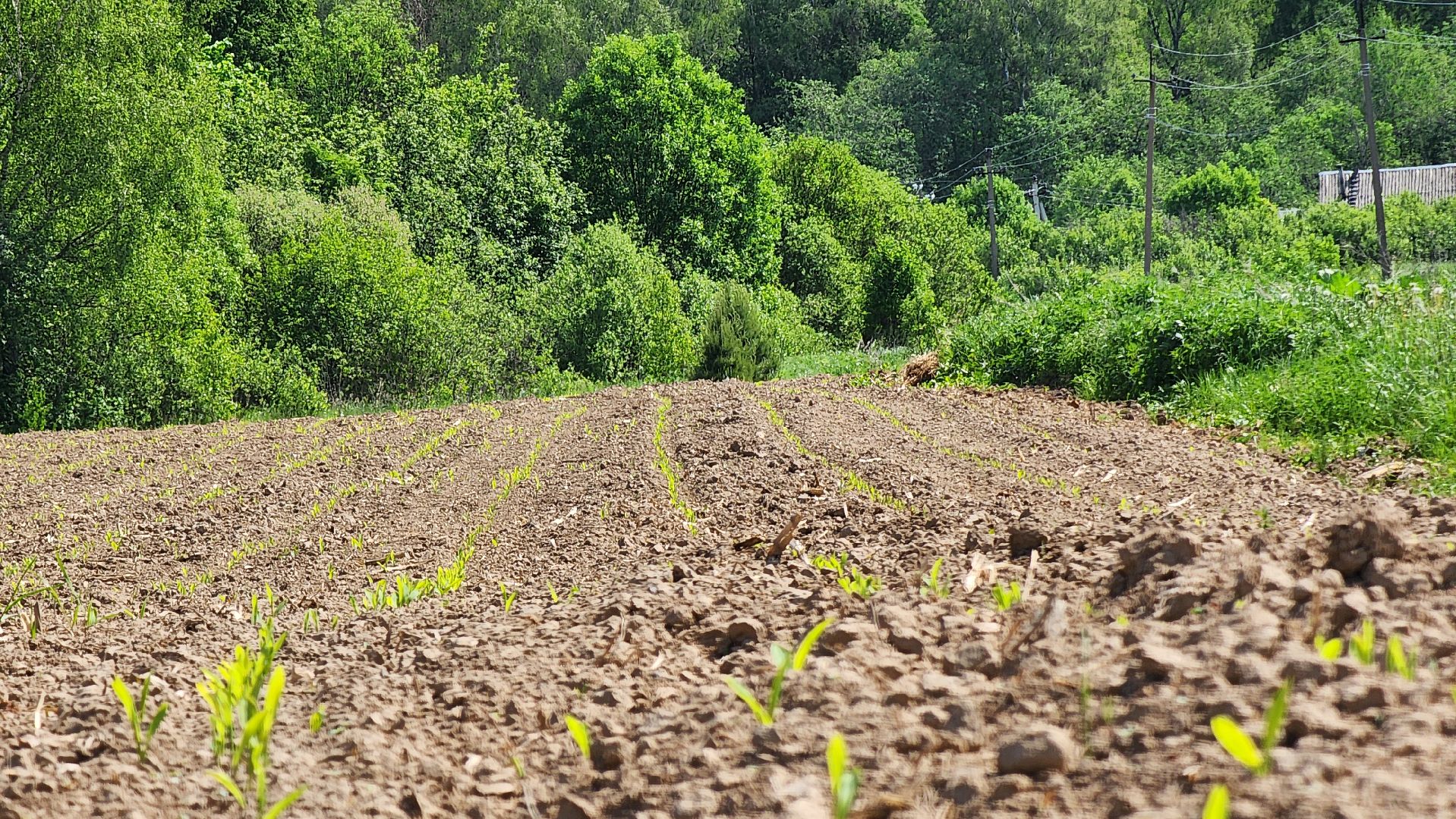 Посевная кампания, рузское молоко, Руза, Агрохолдинг,