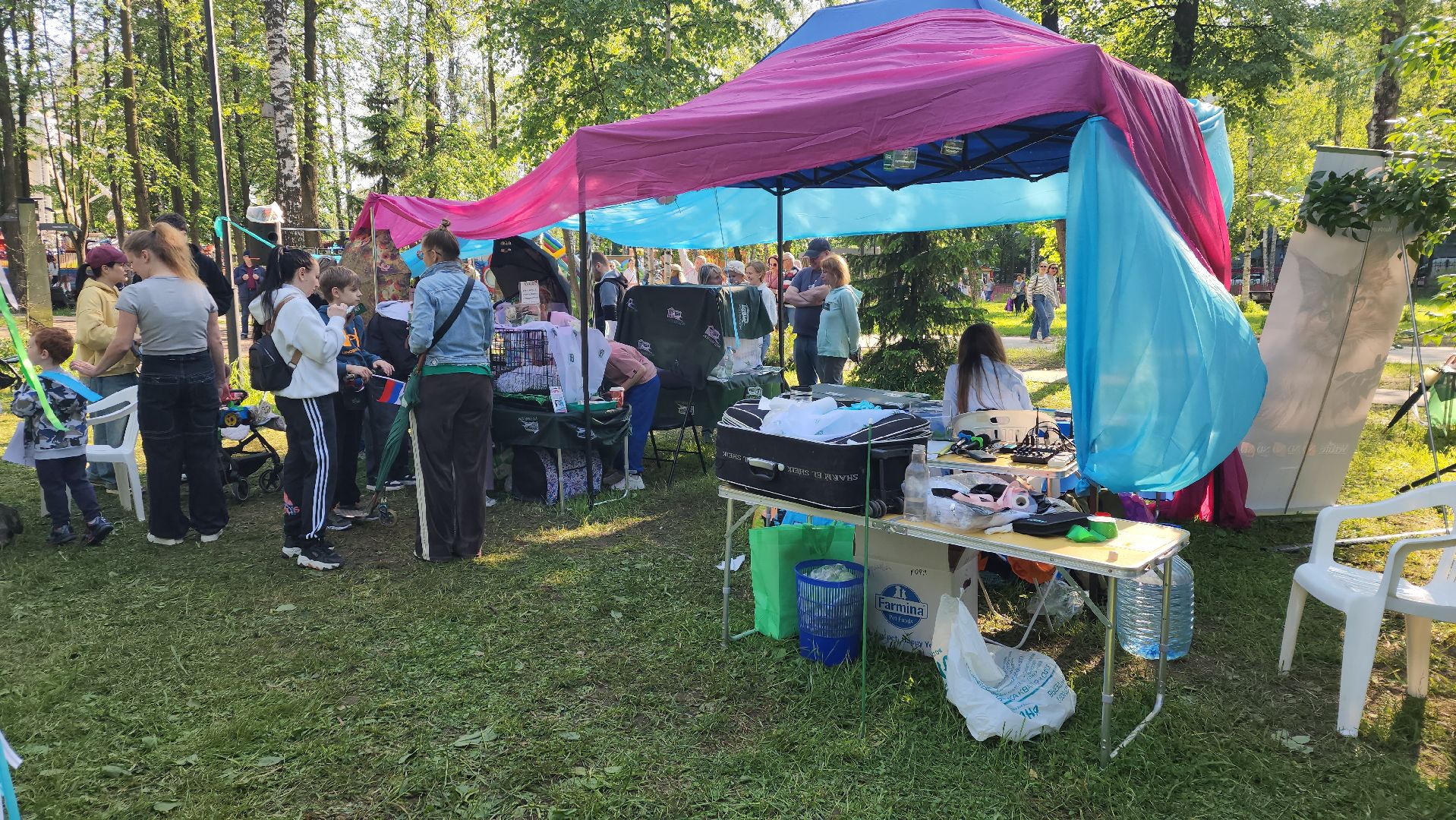 пушкино, пристройство, бездомные животные, кошки, собаки, центральный парк, приют для собак, волонтерская деятельность,