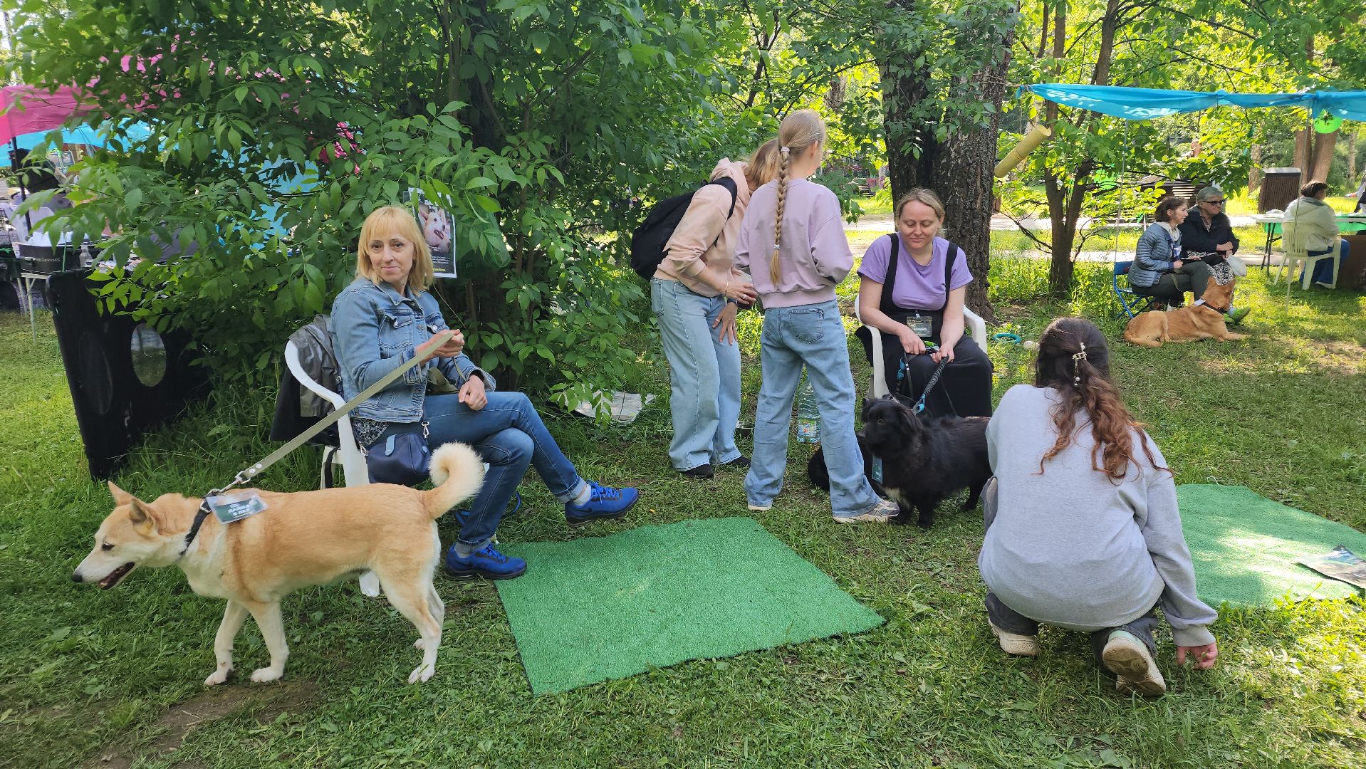 пушкино, пристройство, бездомные животные, кошки, собаки, центральный парк, приют для собак, волонтерская деятельность,