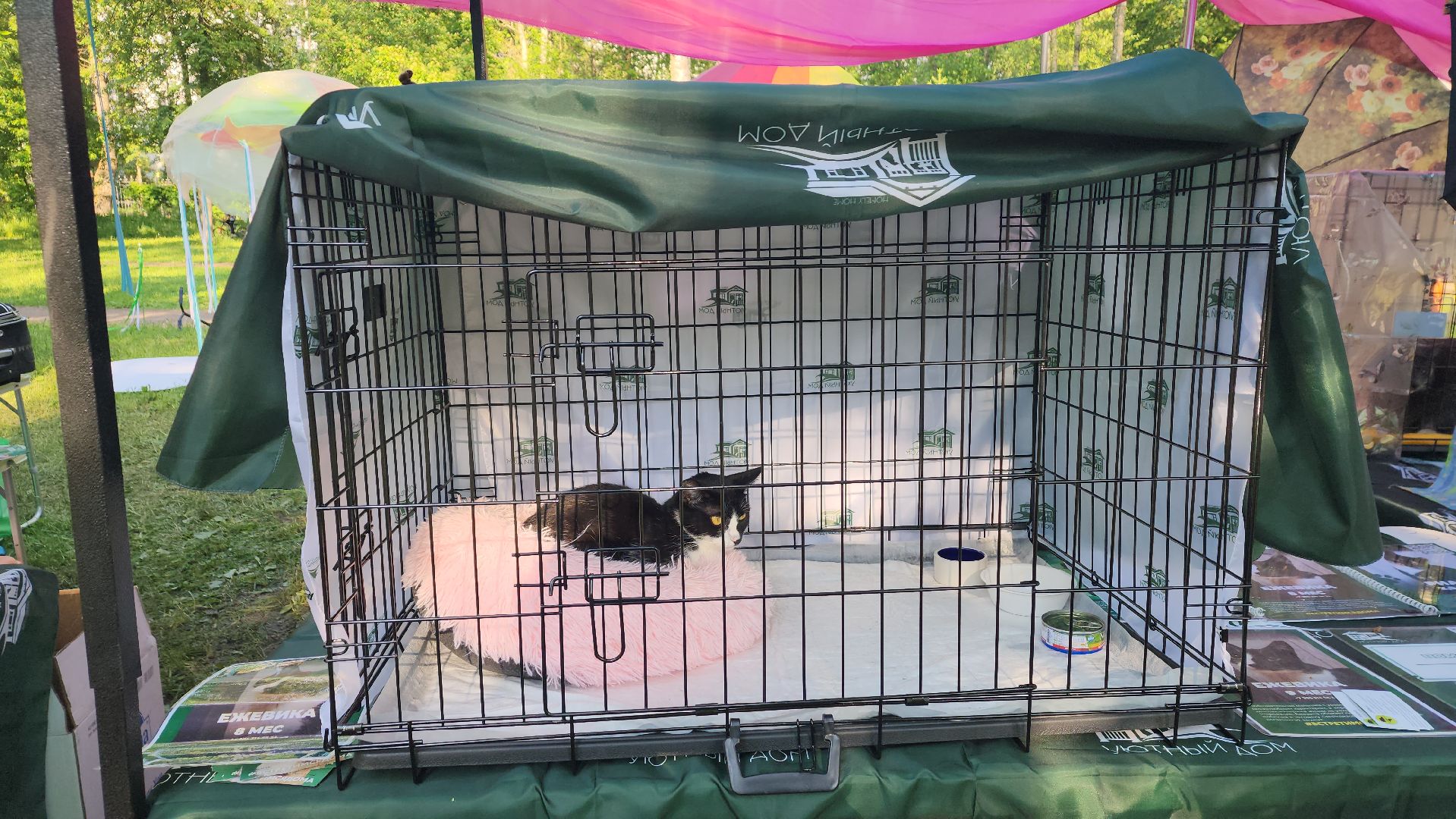 пушкино, пристройство, бездомные животные, кошки, собаки, центральный парк, приют для собак, волонтерская деятельность,