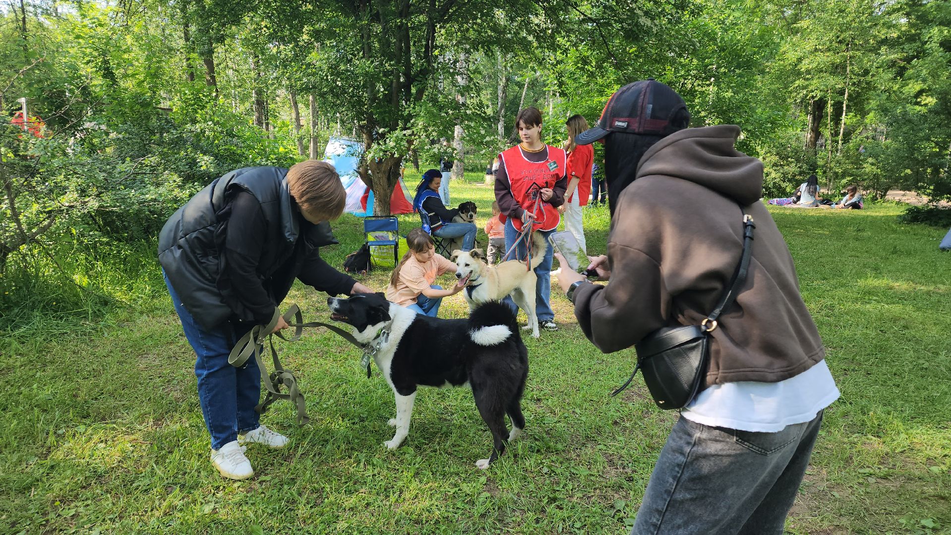 пушкино, пристройство, бездомные животные, кошки, собаки, центральный парк, приют для собак, волонтерская деятельность,
