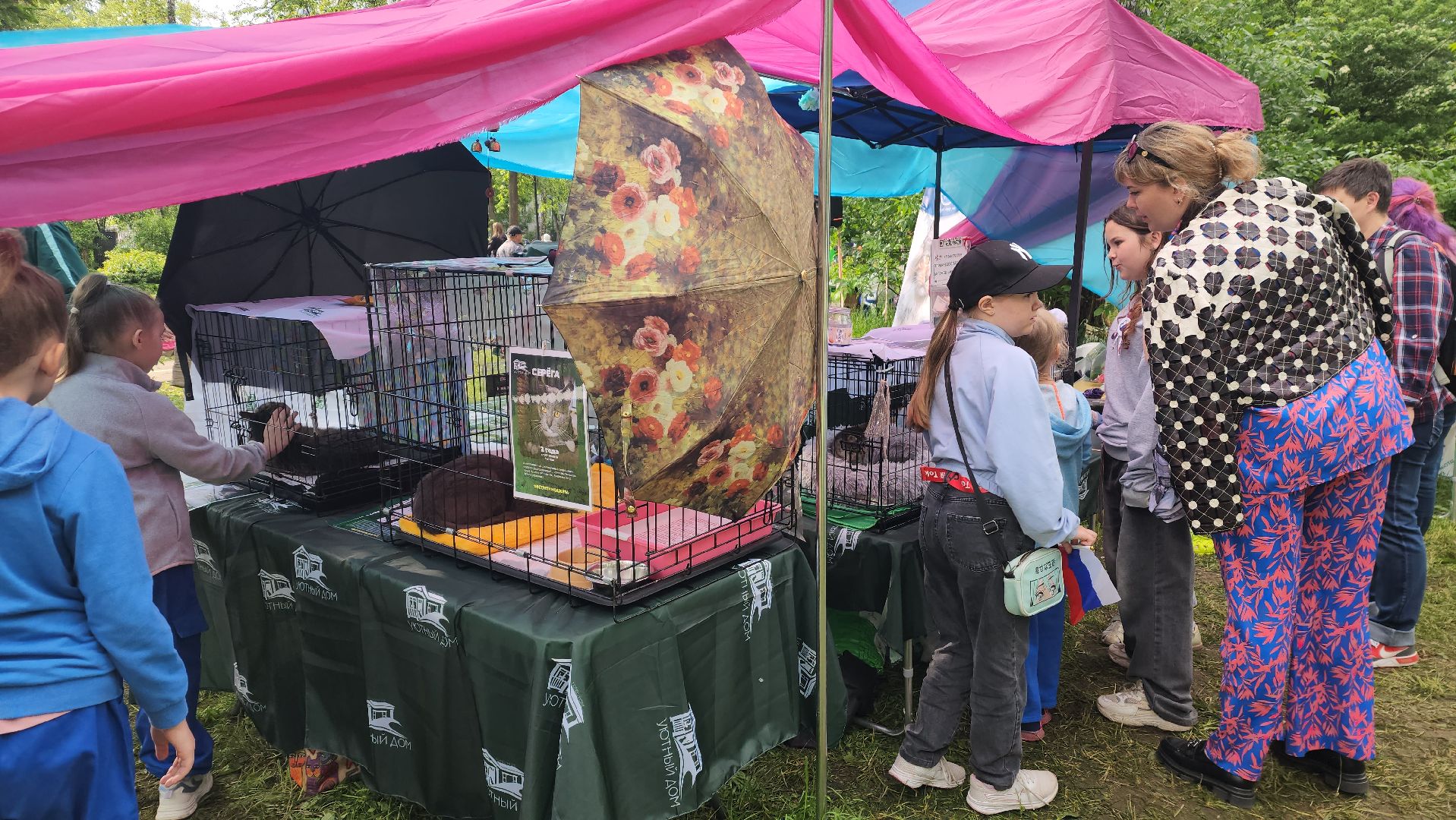 пушкино, пристройство, бездомные животные, кошки, собаки, центральный парк, приют для собак, волонтерская деятельность,