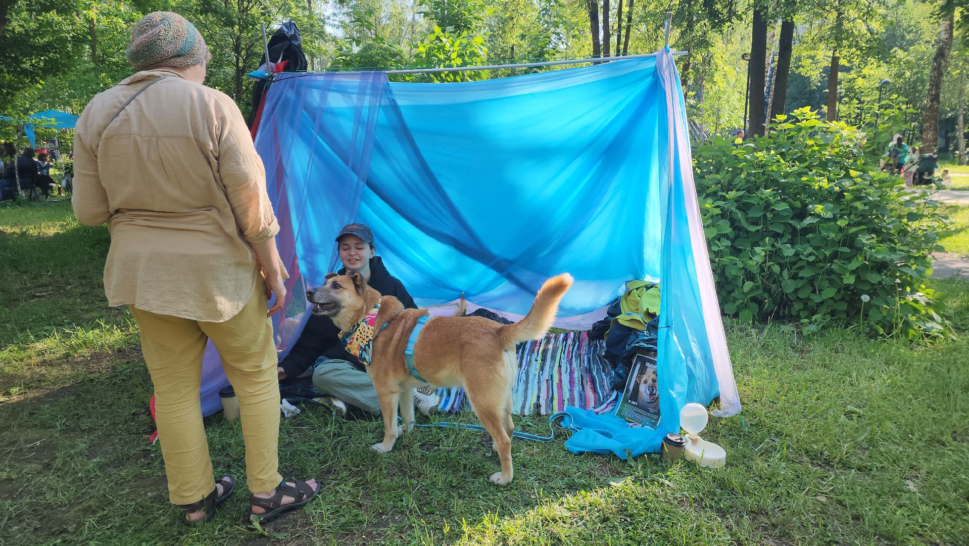пушкино, пристройство, бездомные животные, кошки, собаки, центральный парк, приют для собак, волонтерская деятельность,