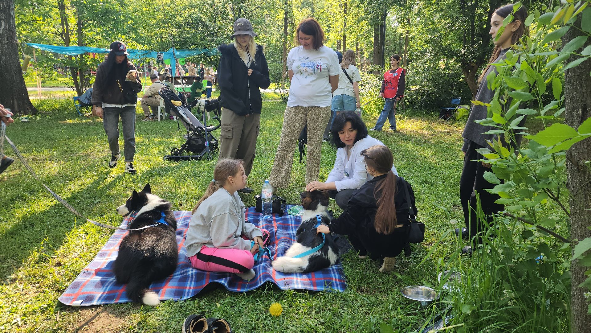 пушкино, пристройство, бездомные животные, кошки, собаки, центральный парк, приют для собак, волонтерская деятельность,