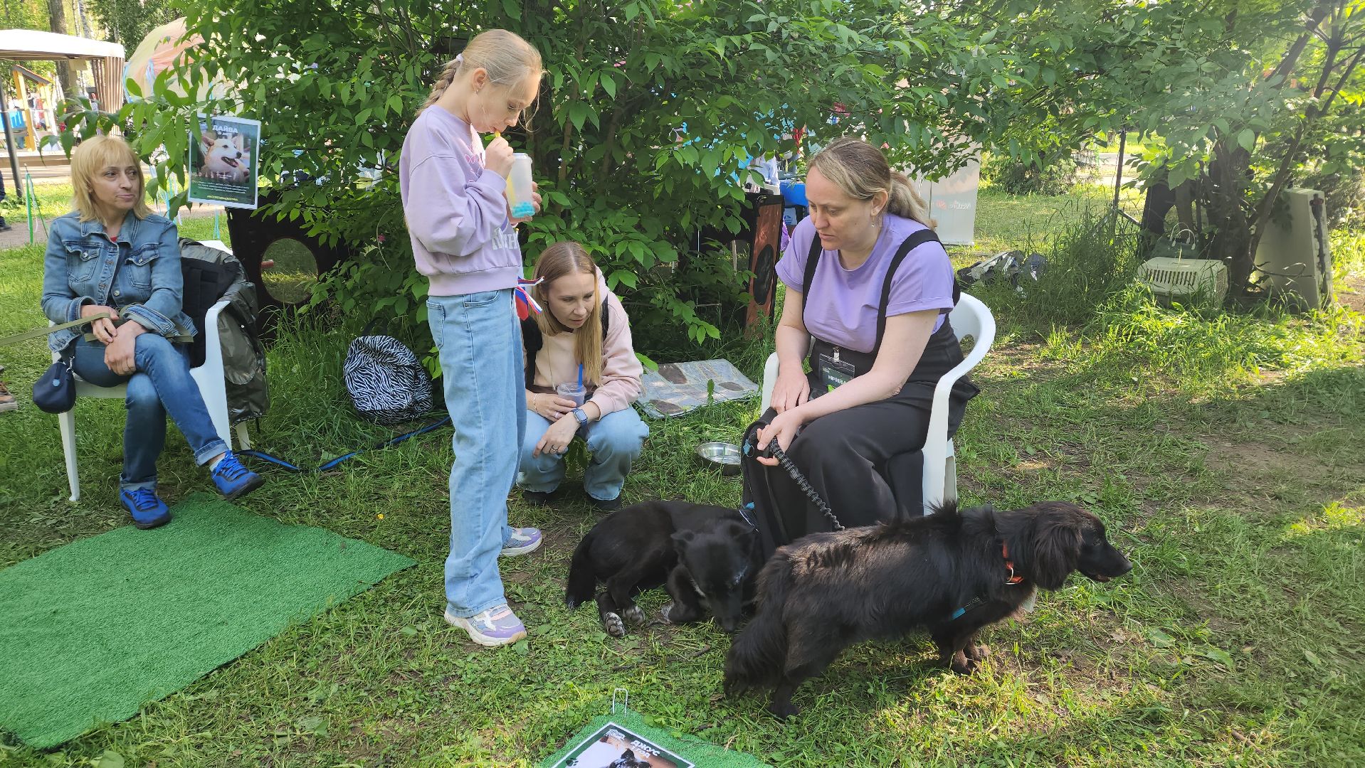 пушкино, пристройство, бездомные животные, кошки, собаки, центральный парк, приют для собак, волонтерская деятельность,