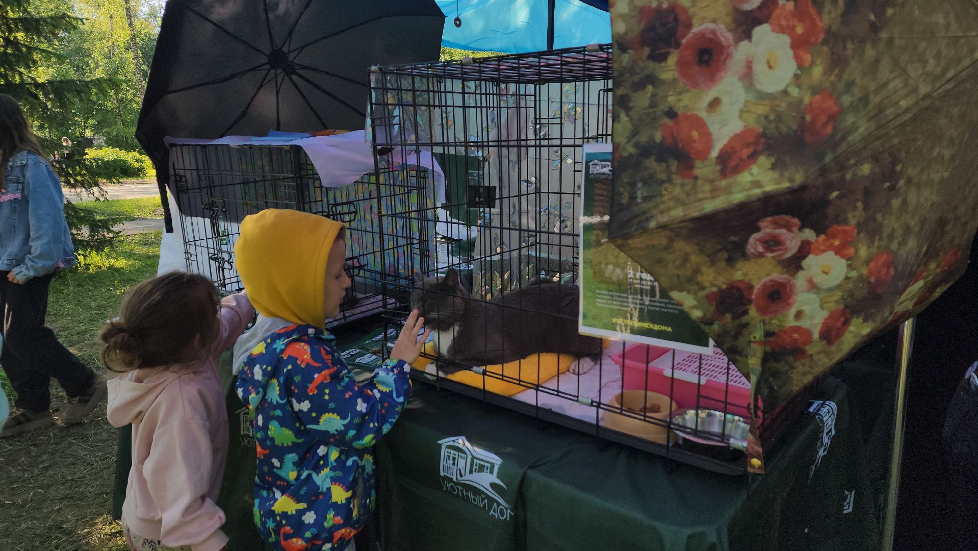 пушкино, пристройство, бездомные животные, кошки, собаки, центральный парк, приют для собак, волонтерская деятельность,